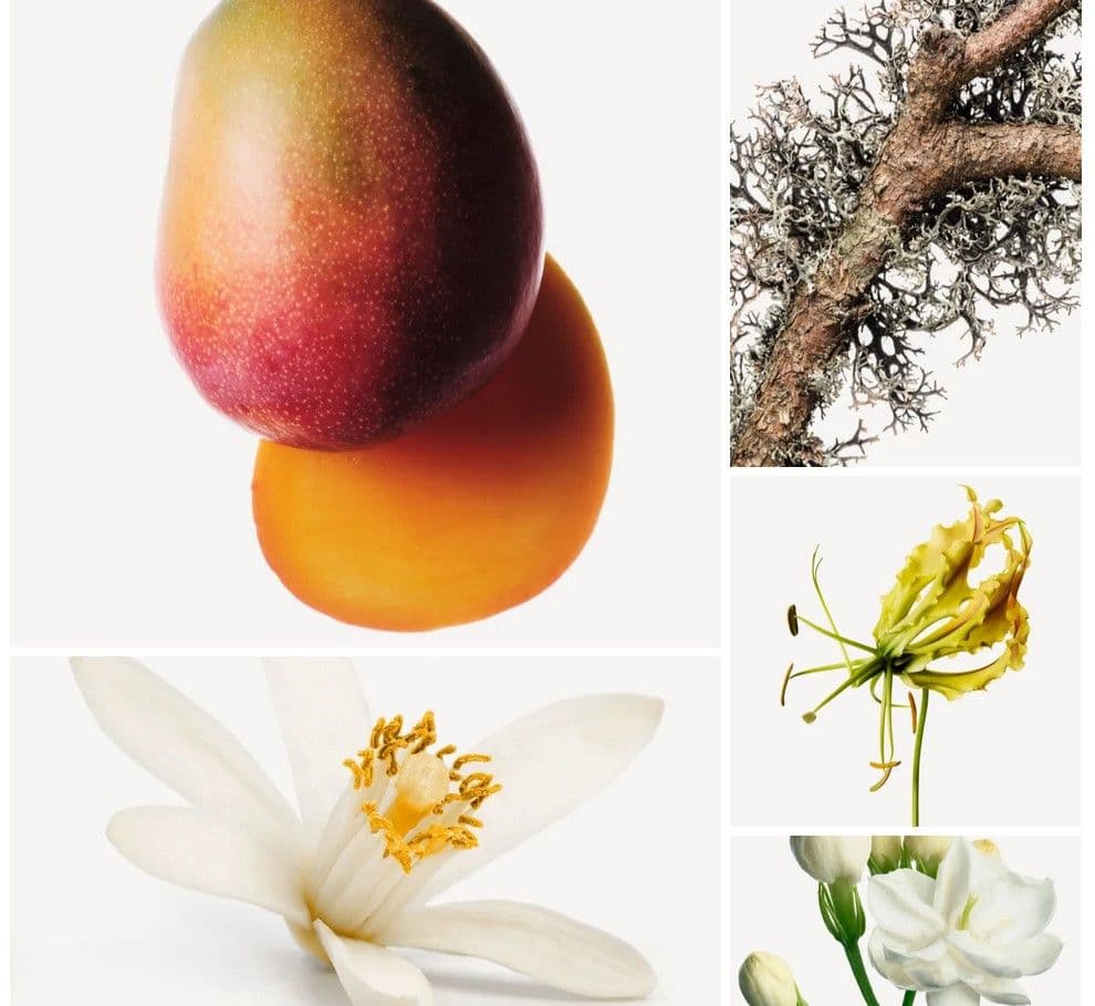 Mango Manga — фото 3