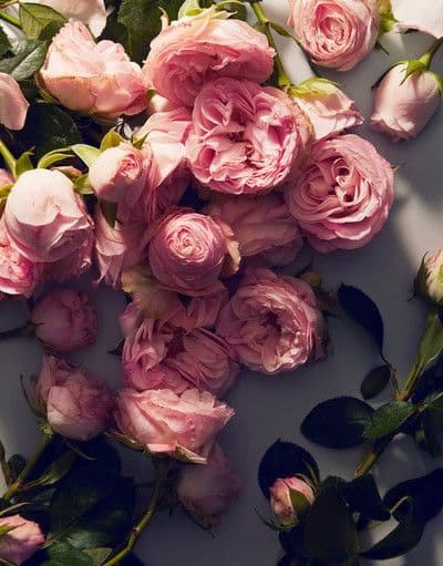 Dolce Rose — фото 4
