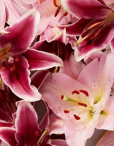 Dolce Lily — фото 2